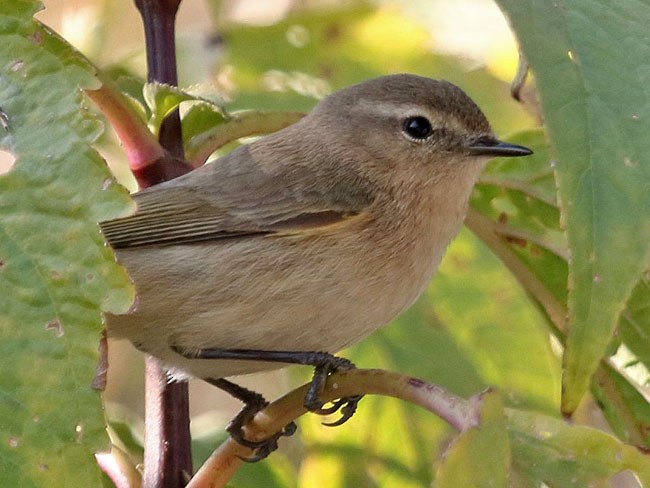 Common Chiffchaff (Siberian) - ML379618421