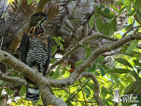 Sulawesi Hawk-Eagle - ML379618531