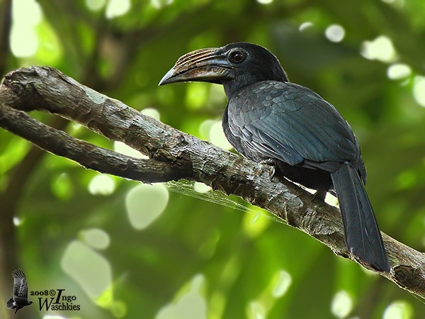 Sulawesi Hornbill (Dwarf) - ML379618651