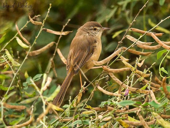 Plain Prinia - ML379618891