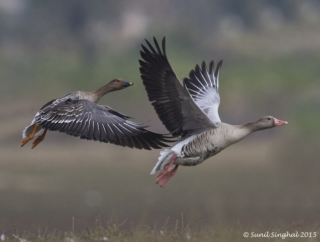 Tundra Bean-Goose - ML379618921