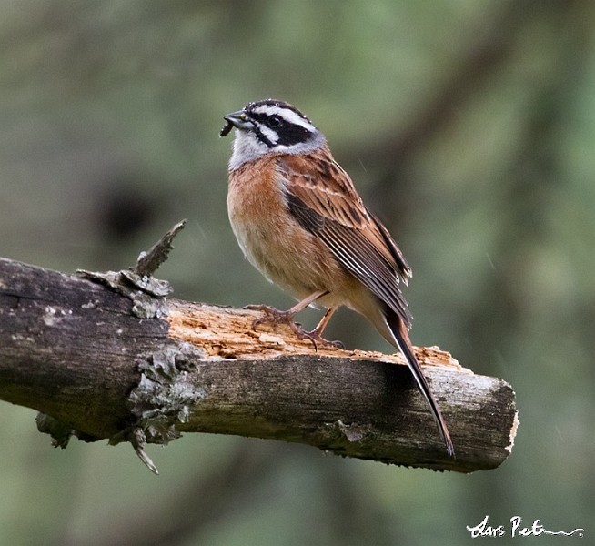 Meadow Bunting - Lars Petersson | My World of Bird Photography