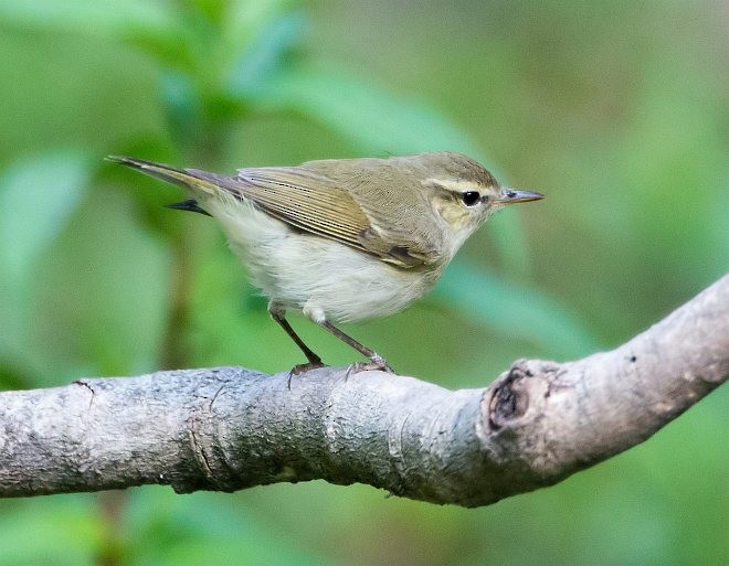 Greenish Warbler - Nikhil Devasar