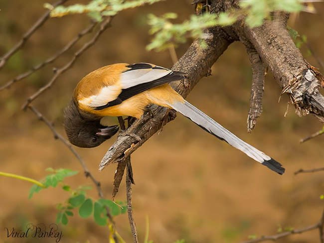 Rufous Treepie - ML379619261