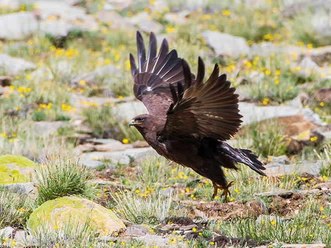 Upland Buzzard - ML379619381