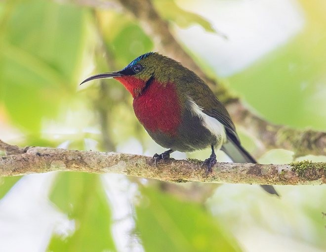 White-flanked Sunbird - ML379619441