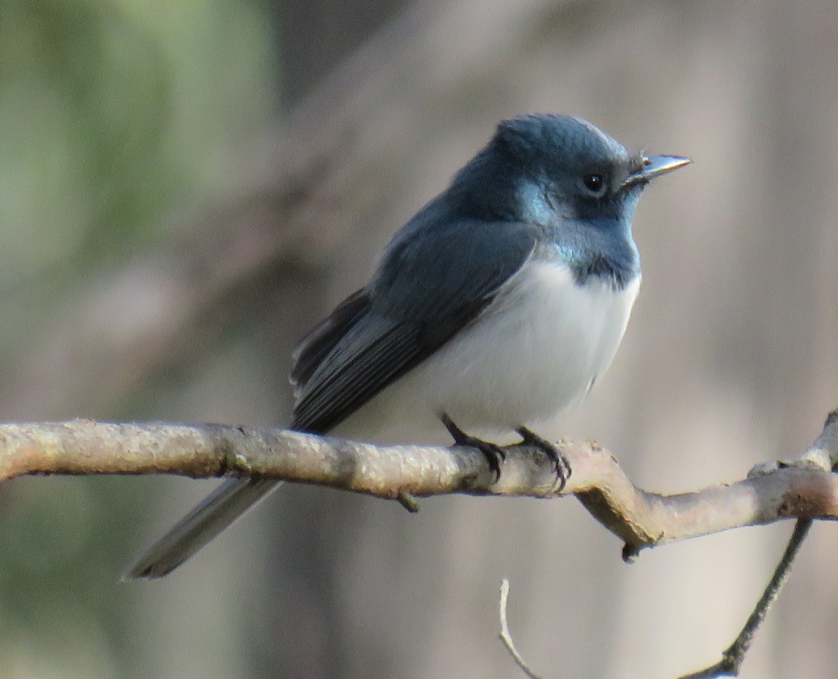 Leaden Flycatcher - ML379619491