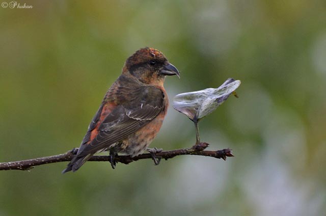 Bec-croisé des sapins (himalayensis) - ML379619561