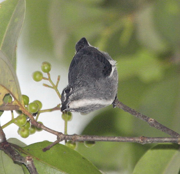 Spectacled Flowerpecker - ML379620031