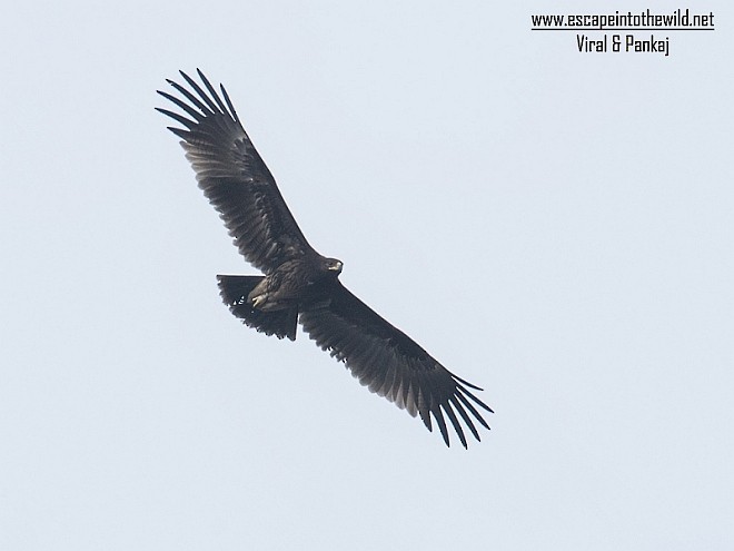 Greater Spotted Eagle - ML379620061