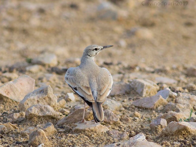 Greater Hoopoe-Lark (Mainland) - ML379620171