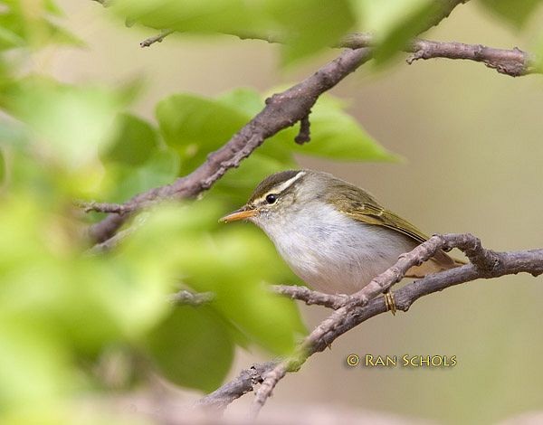 Eastern Crowned Warbler - ML379620191
