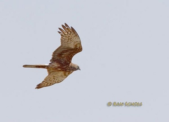 Eastern Marsh Harrier - ML379620201