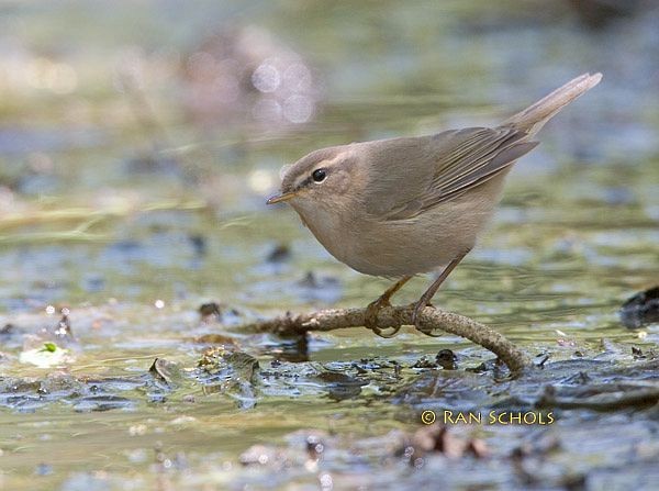 Mosquitero Sombrío - ML379620241