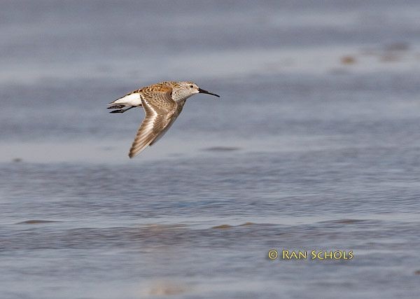 黑腹濱鷸 - ML379620251