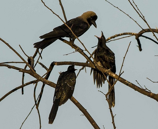 Asian Koel - ML379620271