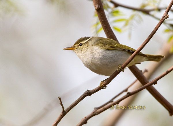 Eastern Crowned Warbler - Ran Schols