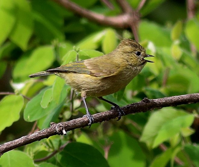 Yellow-browed Tit - ML379620511