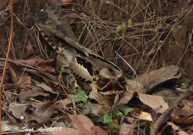 Large-tailed Nightjar - ML379620591
