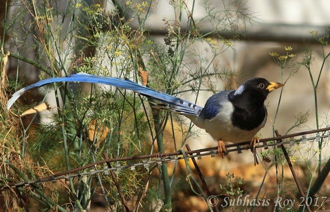 Yellow-billed Blue-Magpie - ML379621051