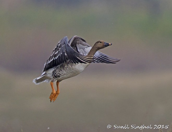 Tundra Bean-Goose - Sunil Singhal