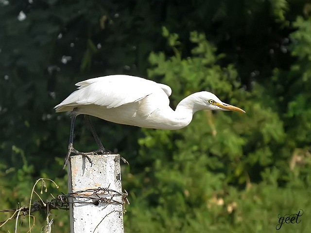 Eastern Cattle Egret - ML379621621