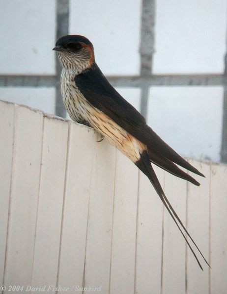 Eastern Red-rumped Swallow (Daurian) - ML379621671