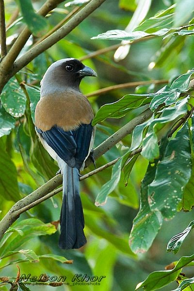 Gray Treepie - ML379621761