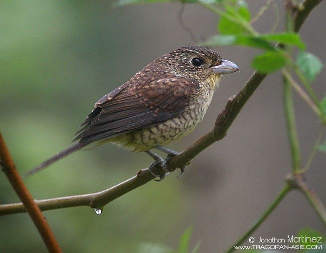 Tiger Shrike - ML379621771