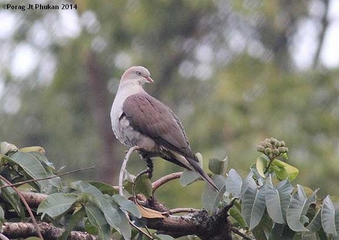 Mountain Imperial-Pigeon - ML379622171