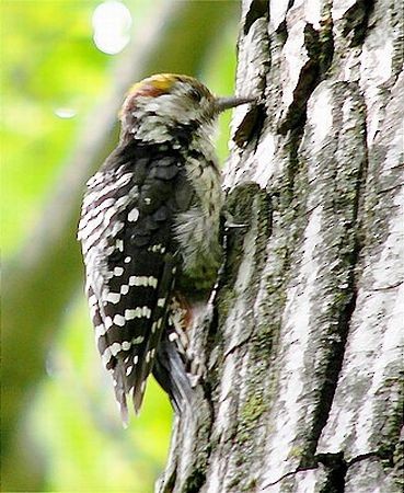 Brown-fronted Woodpecker - ML379622281