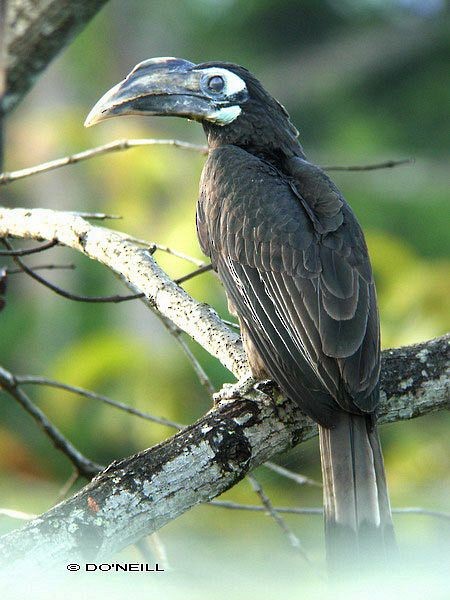 Bushy-crested Hornbill - ML379622341