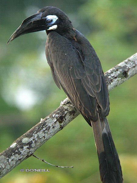 Bushy-crested Hornbill - ML379622351