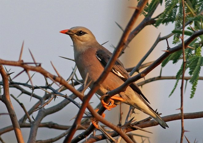 Burmese Myna - ML379622581