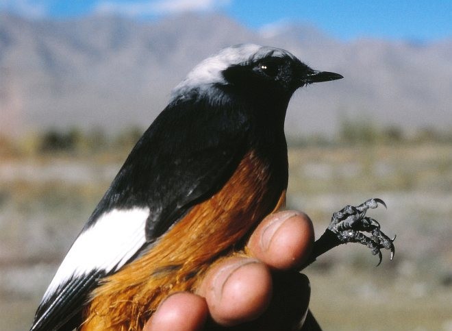 White-winged Redstart - ML379623641