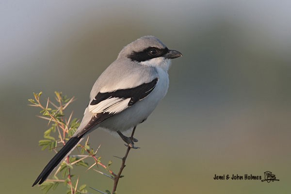 Great Gray Shrike (Indian) - ML379624671