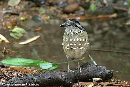 Giant Pitta - ML379624791