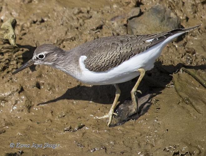 Common Sandpiper - ML379624991