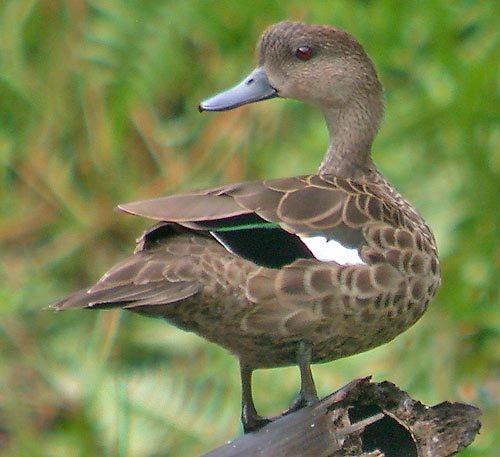 Sunda Teal - ML379625091