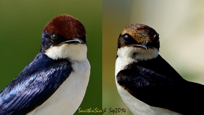 Golondrina Colilarga - ML379625151