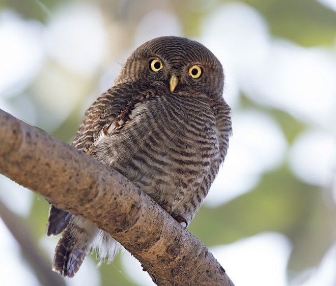 Jungle Owlet - ML379625261