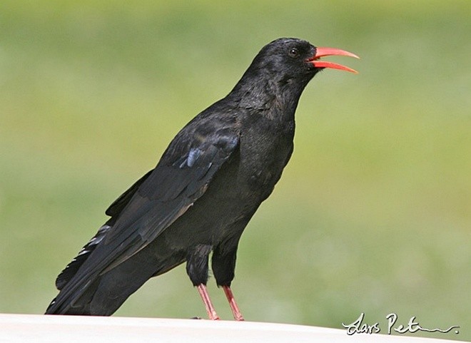 Red-billed Chough (Red-billed) - Lars Petersson | My World of Bird Photography