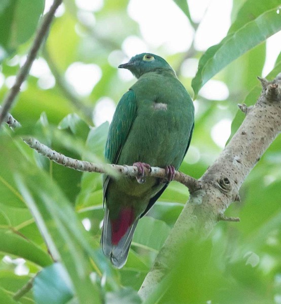 Black-naped Fruit-Dove - ML379625481