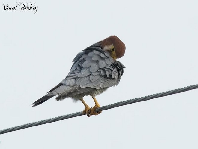 Red-necked Falcon (Asian) - ML379625511