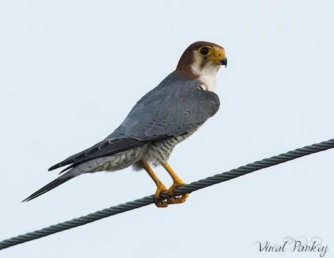 Red-necked Falcon (Asian) - ML379625521