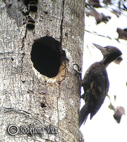 Orange-backed Woodpecker - ML379625661