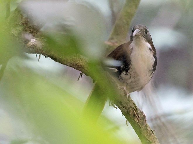 Large Scimitar-Babbler - ML379626041