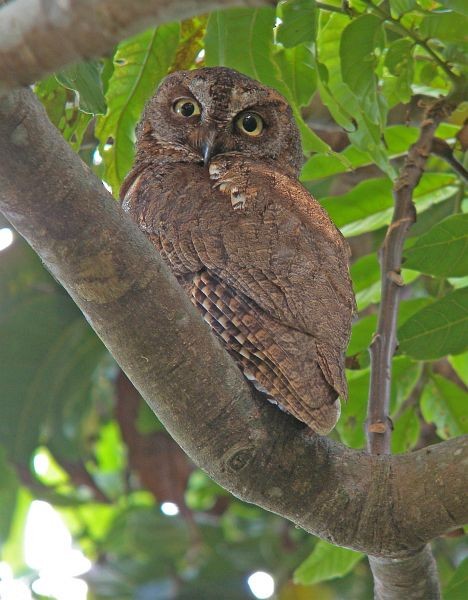 Ryukyu Scops-Owl - ML379626351