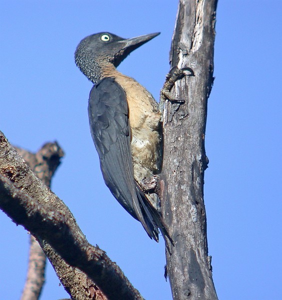 Ashy Woodpecker - ML379626441