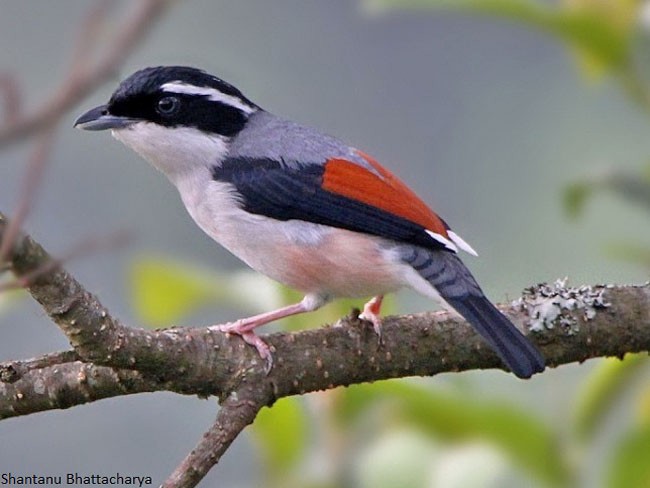 White-browed Shrike-Babbler (Chestnut-winged) - ML379627071